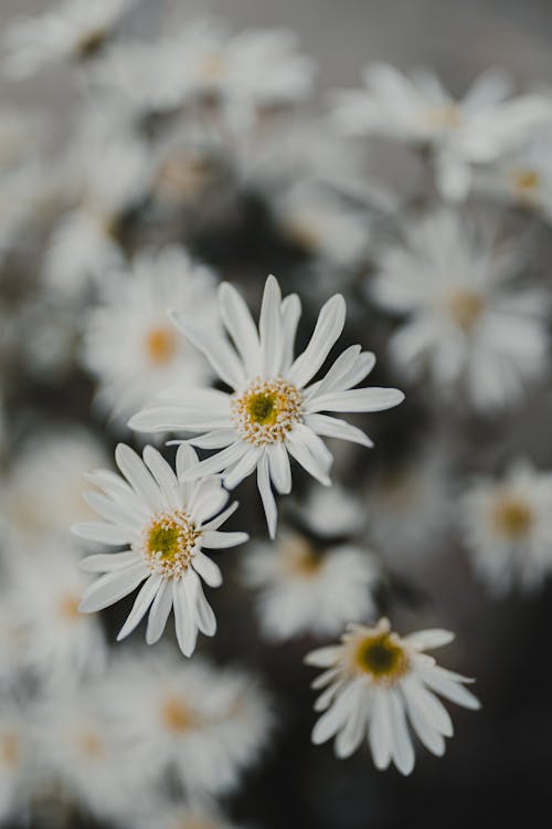 꽃, 꽃잎, 데이지의 무료 스톡 사진