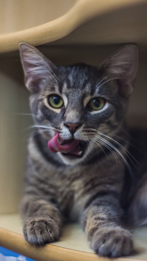 Close-Up Shot of a Gray Tabby Cat Licking its Nose