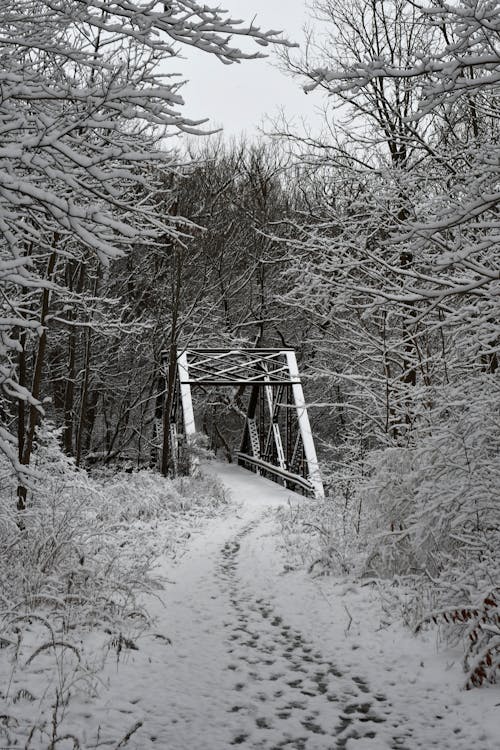 Fotos de stock gratuitas de arboles, Canadá, clima frío