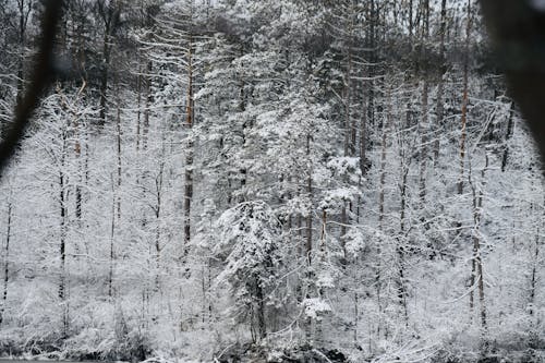 Безкоштовне стокове фото на тему «дерева, заморожений, застуда»
