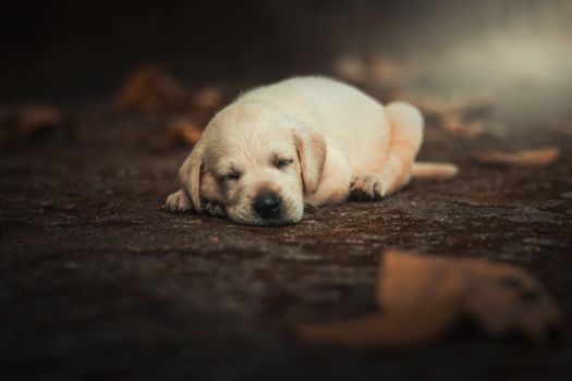 Cute Labrador Retriever puppy sleeping outdoors on an autumn day.