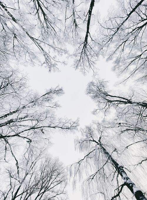 Free Capture of leafless trees from below, showcasing a wintery canopy against a bright sky. Stock Photo