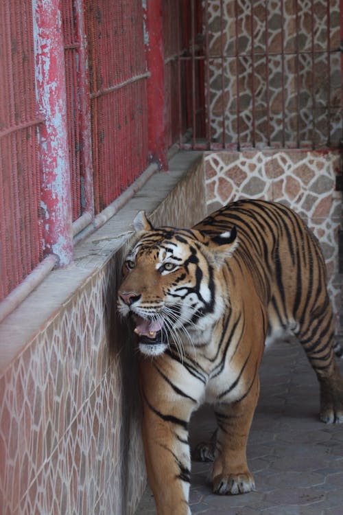 Ingyenes stockfotó tigris, tigrisek témában