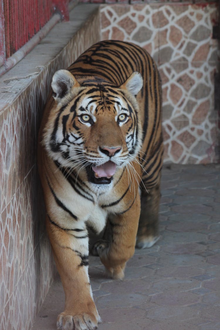 Close Up Of Tiger