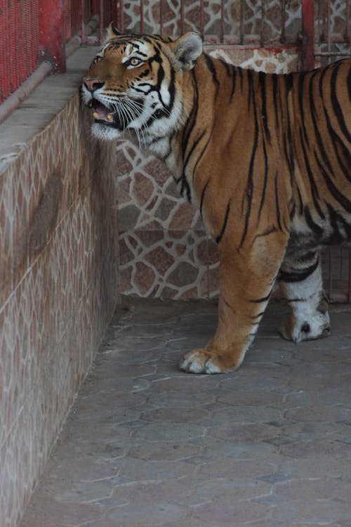 Ingyenes stockfotó tigris témában