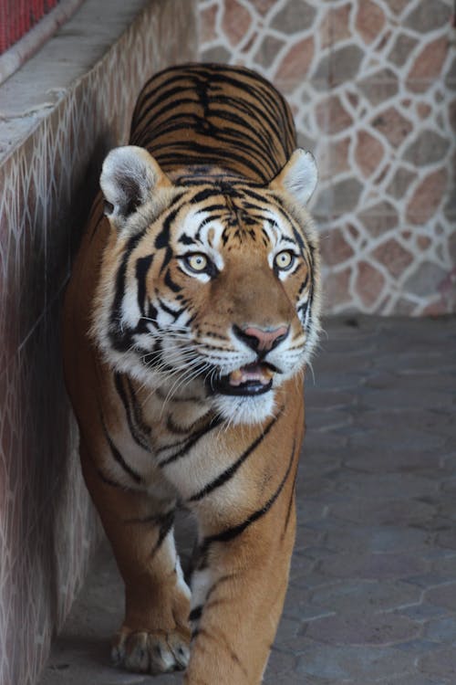 Ingyenes stockfotó tigris témában