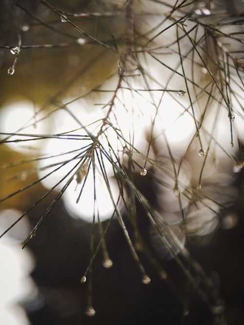 Free Close-up of a pine branch with dew, showcasing nature's delicate beauty with bokeh effect. Stock Photo