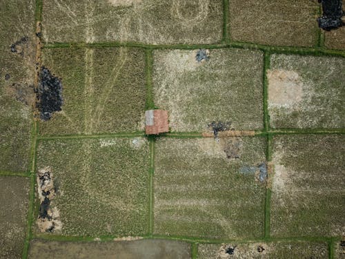 Imagine de stoc gratuită din activități agricole, cameră de dronă, câmpuri de orez