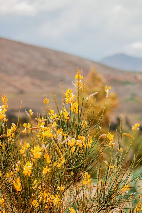 Free stock photo of flores, flowers, yellow flowers Stock Photo