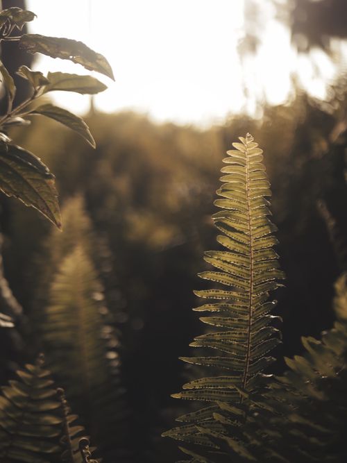 Free Close-up of backlit fern leaves in an Indian forest creating a warm, natural atmosphere. Stock Photo