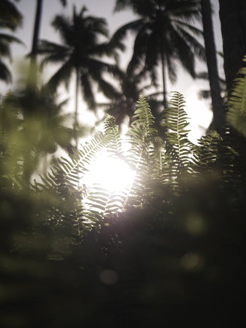 Palms in a Forest in Sunlight 