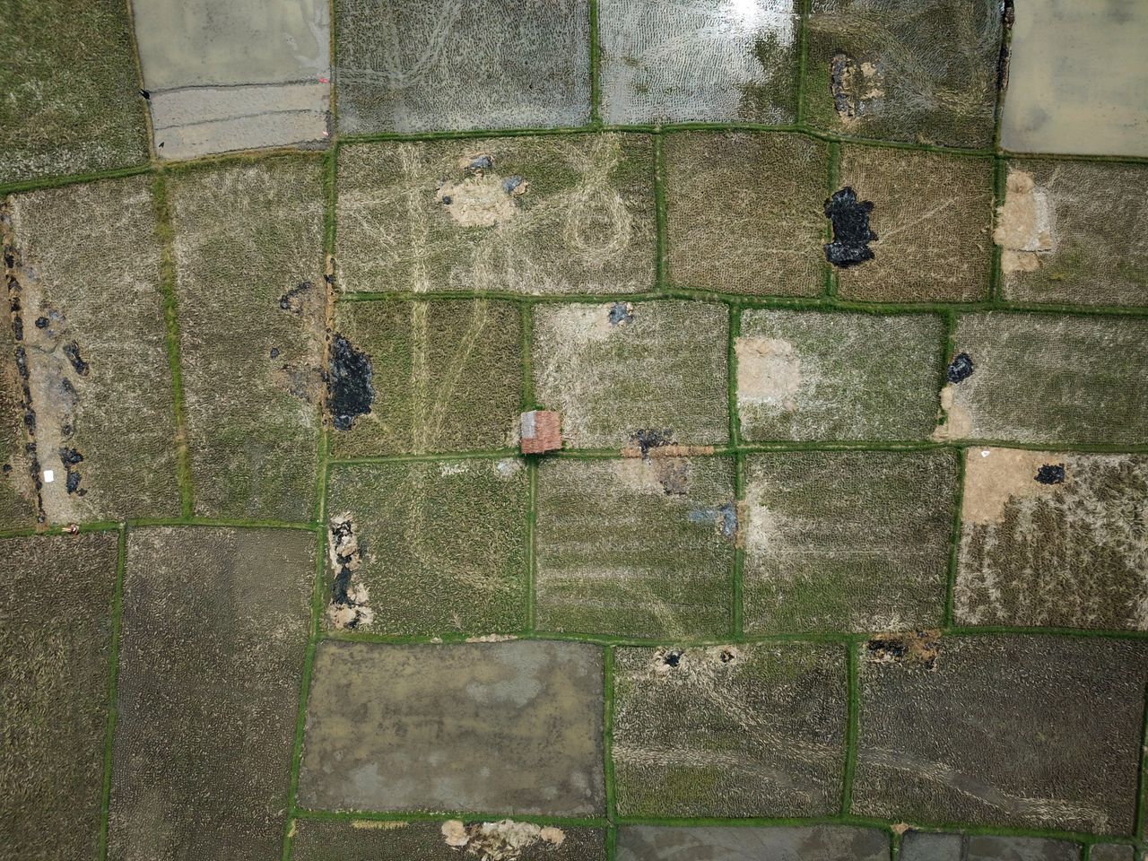 aerial perspective of green and brown patchwork rice fields with a sma