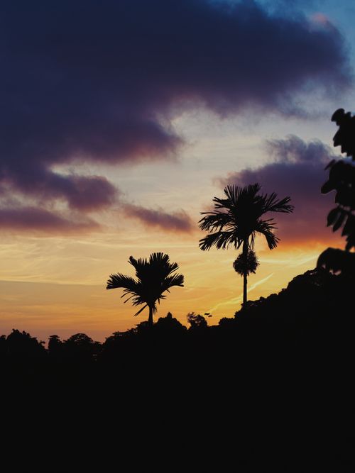 Free Vibrant sunset view with palm tree silhouettes, dramatic sky, captured in India. Stock Photo