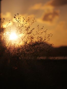 A tranquil sunset scene with silhouetted plants and a warm golden sky, captured in India.