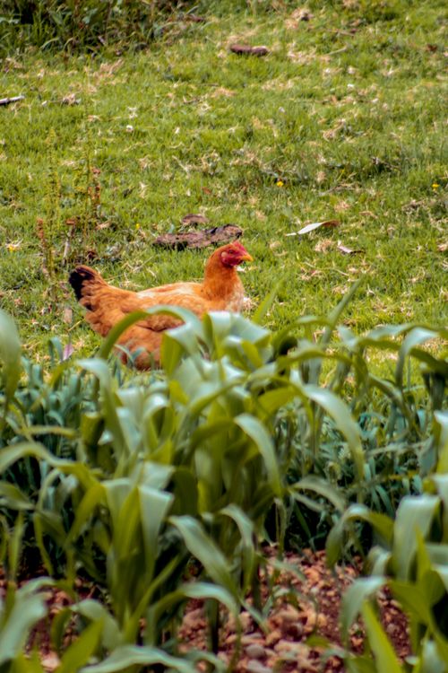 Free stock photo of chicken, gallina, hen Stock Photo