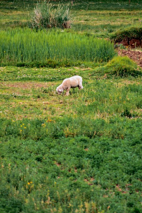 Free stock photo of baby sheep, sheep, white sheep Stock Photo