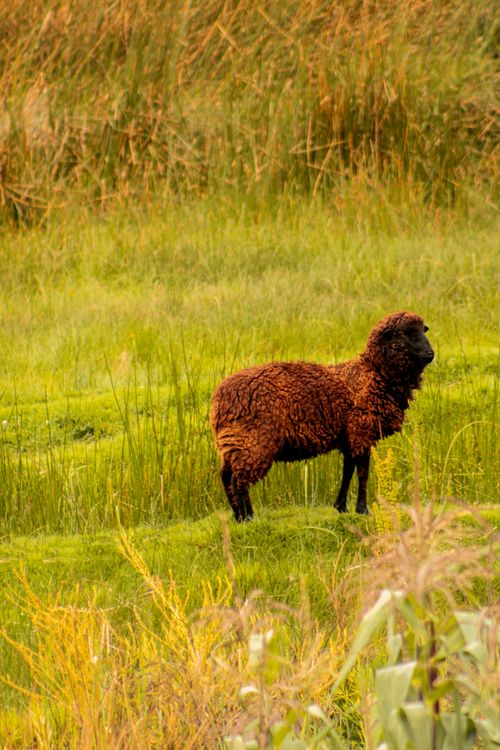 Free Black sheep grazing in a lush green pasture, surrounded by tall grasses with a warm tone. Stock Photo