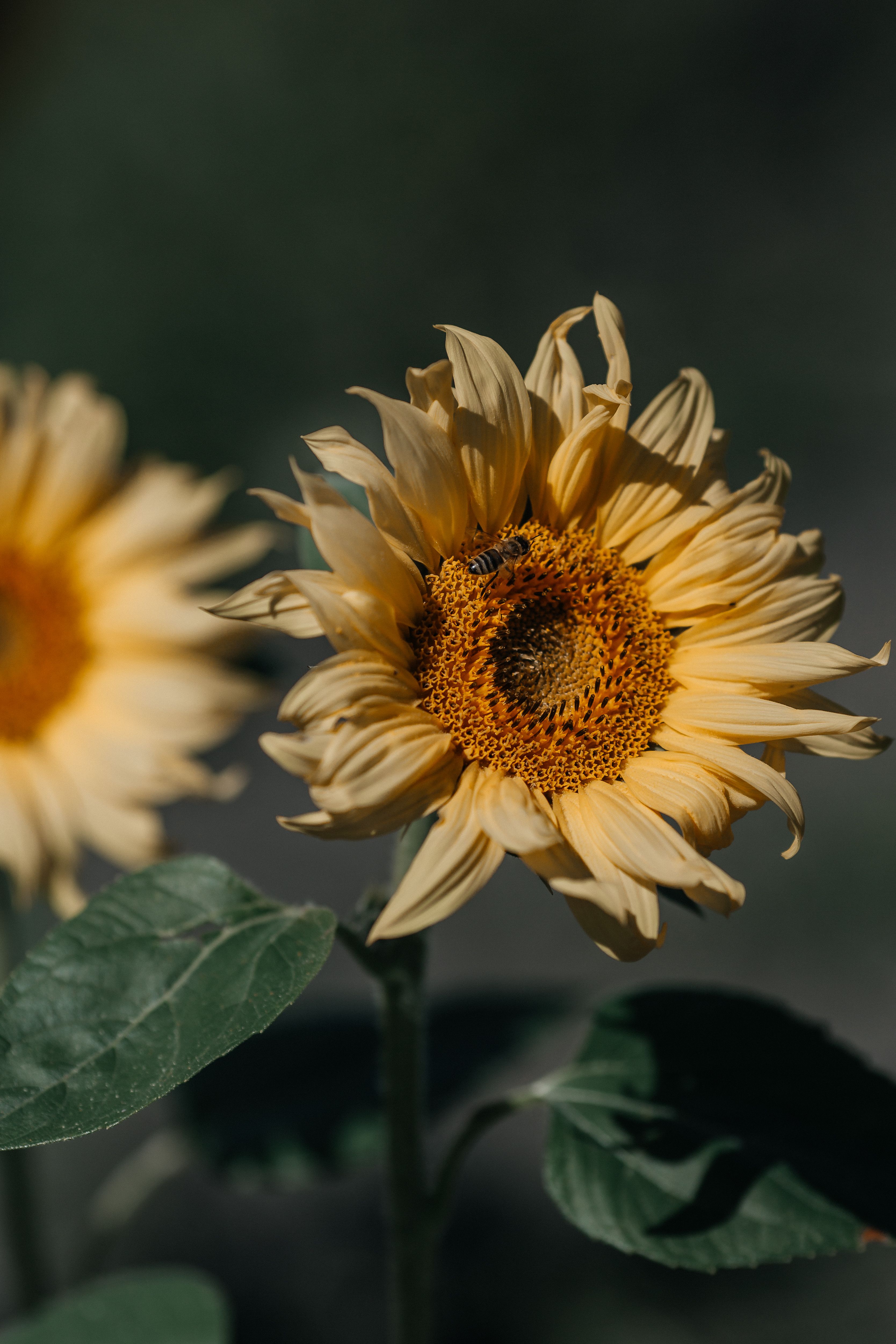 Sunflower in Close Up Photography · Free Stock Photo