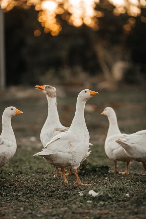 Photo of White Geese