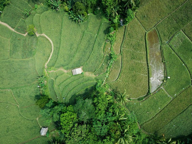 Aerial view of rice terraces