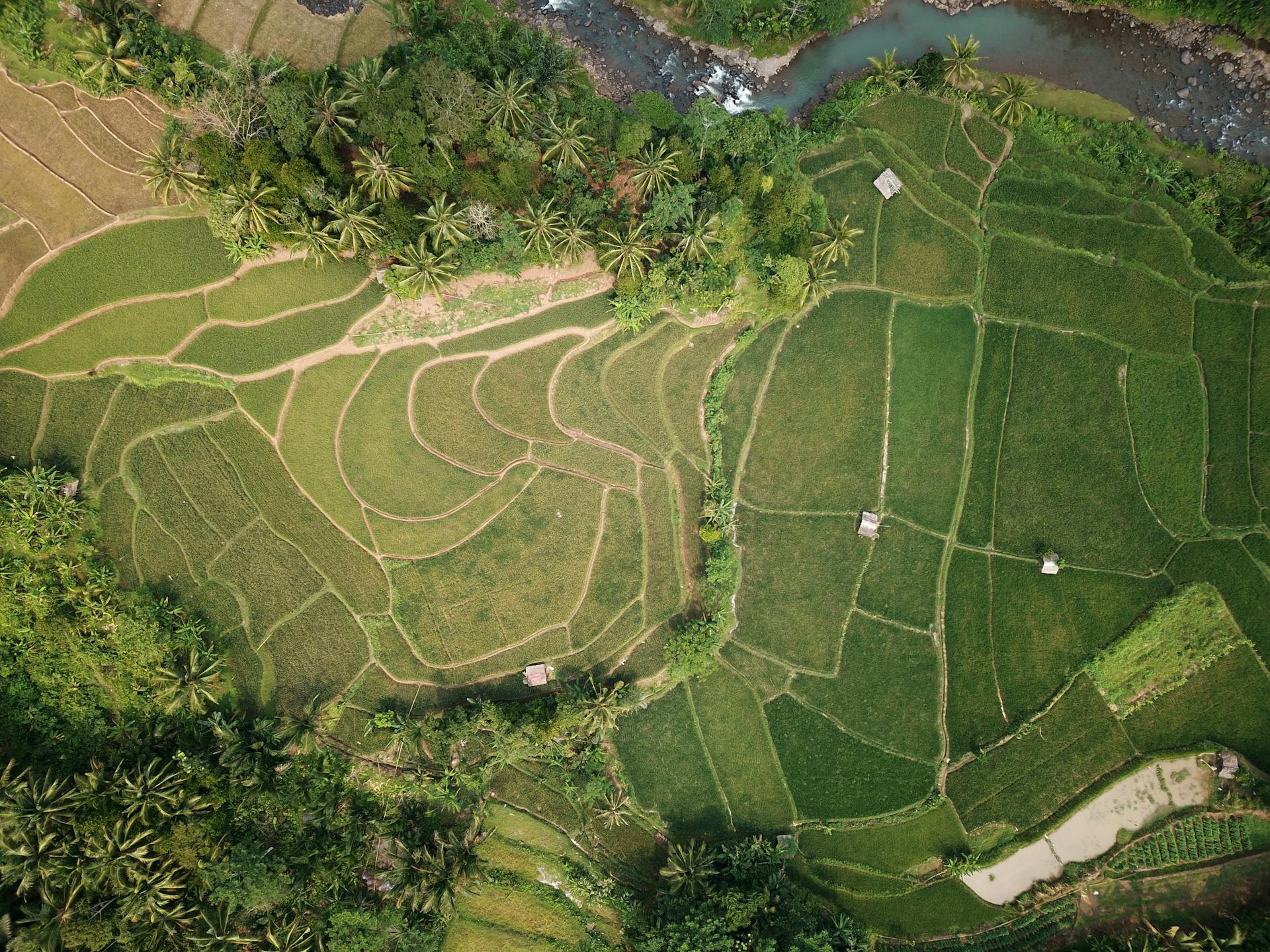 Drone shot capturing vibrant rice fields and greenery in Cinangka, Banten, Indonesia.