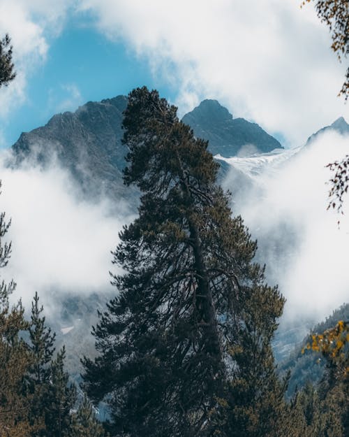 Green Pine Trees on Mountain Under White Clouds