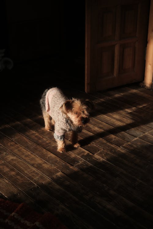 Free Photo of Dog on Wooden Floor Stock Photo