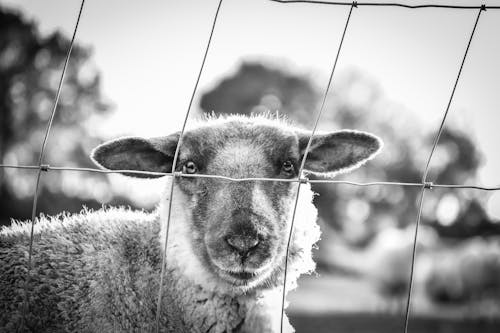 Free stock photo of detail, eyes, sheep