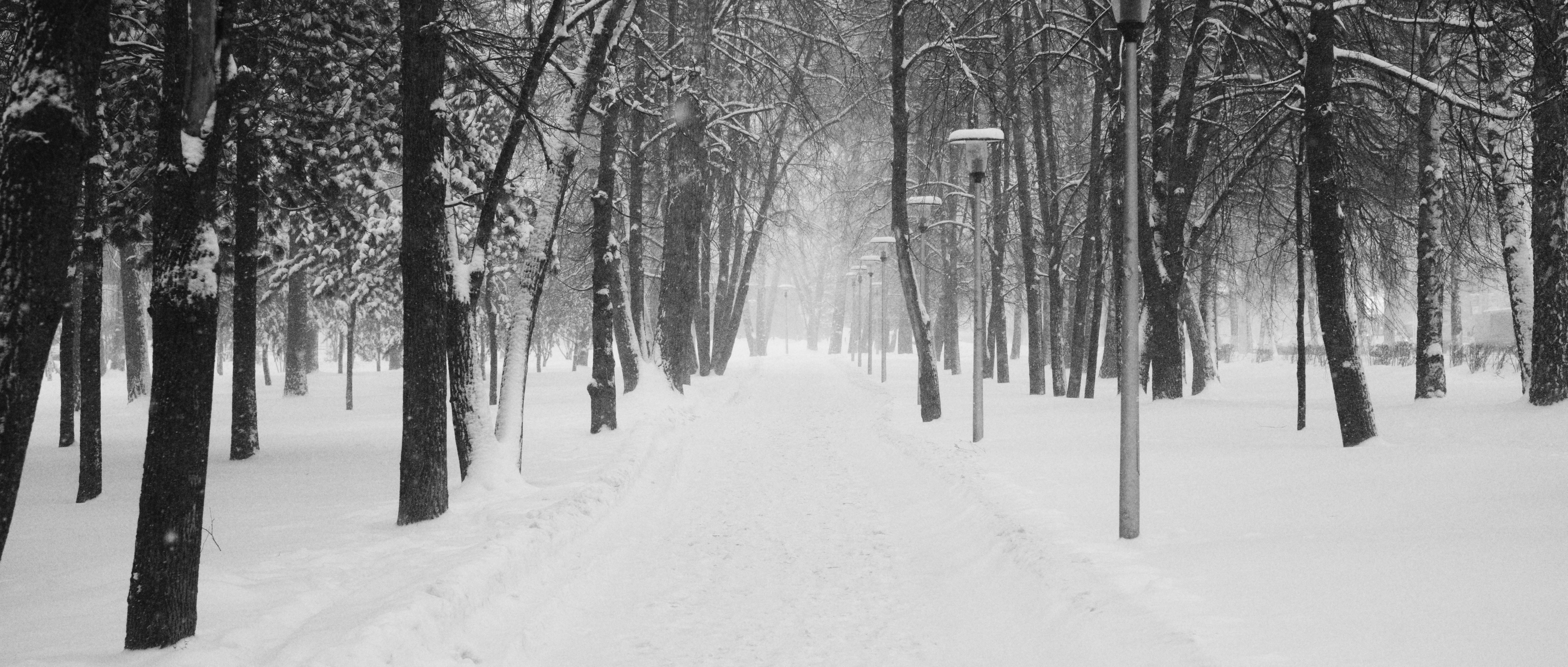 snow covered trees in the field