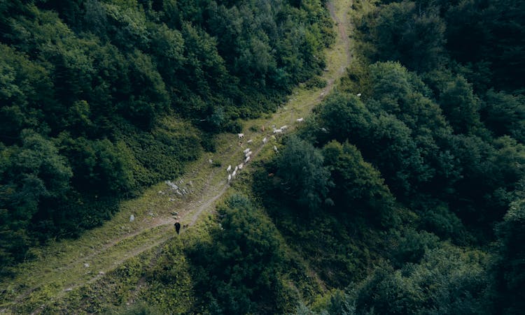 Aerial Of Men Herding Sheep