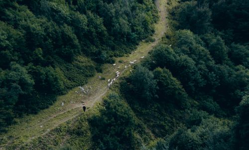 Free A drone shot capturing a shepherd guiding sheep through a lush forest terrain. Stock Photo
