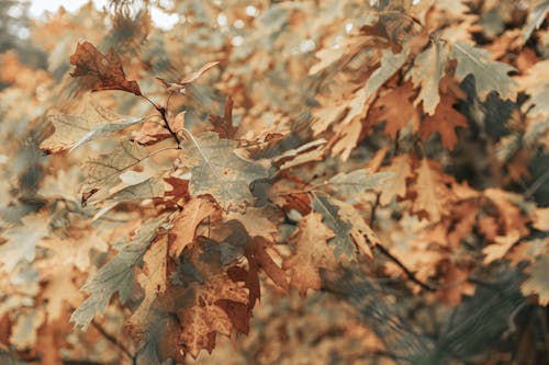 Closeup of Oak Tree Leaves in Autumn