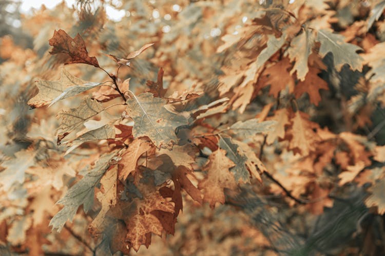 Closeup Of Oak Tree Leaves In Autumn