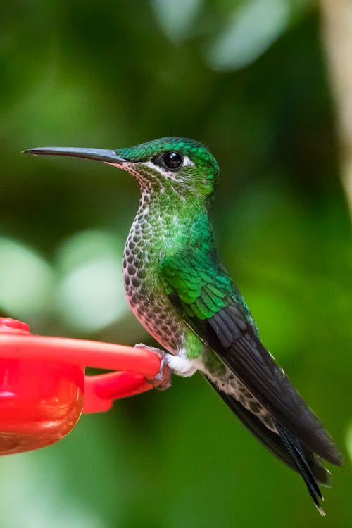 Free Close-Up Shot of a Green Hummingbird Stock Photo