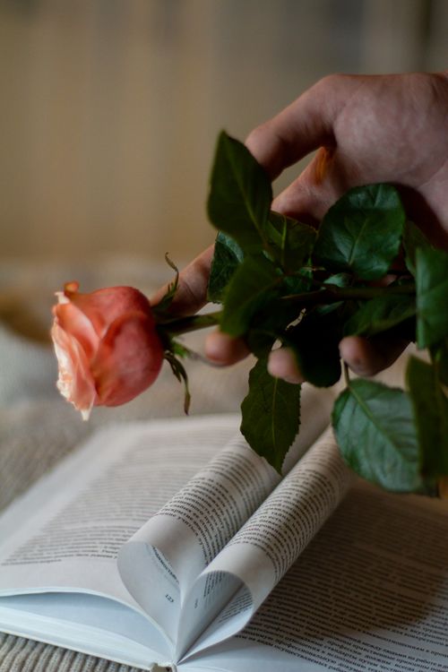 Free A close-up of a hand holding a pink rose over an open book, creating a serene and thoughtful scene. Stock Photo