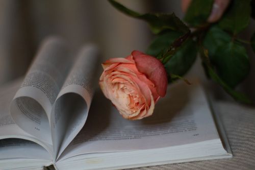Free A delicate pink rose rests romantically on an open book, symbolizing love and literature. Stock Photo