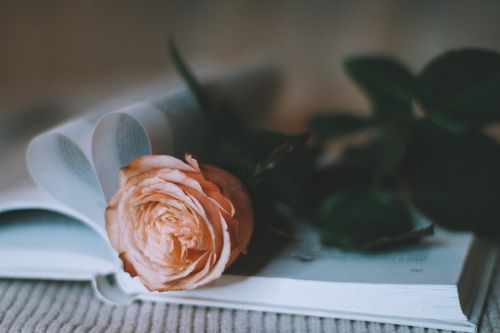 Free A soft peach rose lying on an open book, perfect for romantic and literary themes. Stock Photo