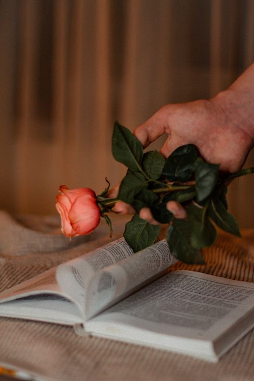 Free A hand delicately holds a rose above an open book, creating a romantic and warm ambiance. Stock Photo