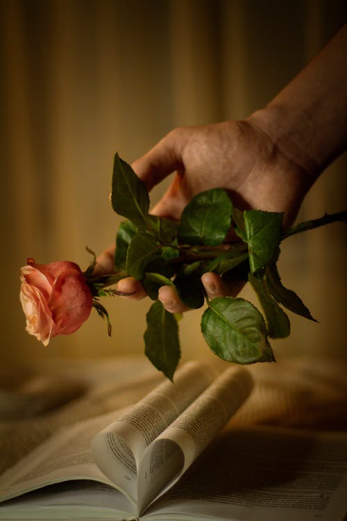 Gratis lagerfoto af blomst, bog, flora