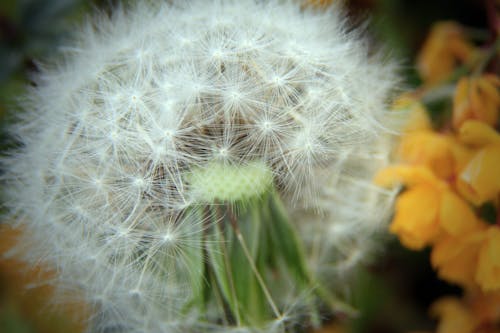 Photographie D'inclinaison Du Pissenlit Blanc