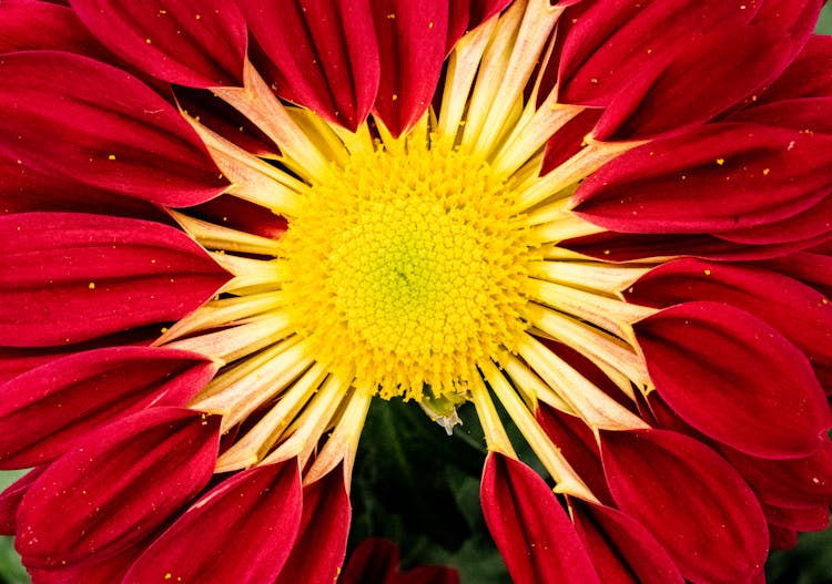 Red And Yellow Zinnia Flower In Macro Photo