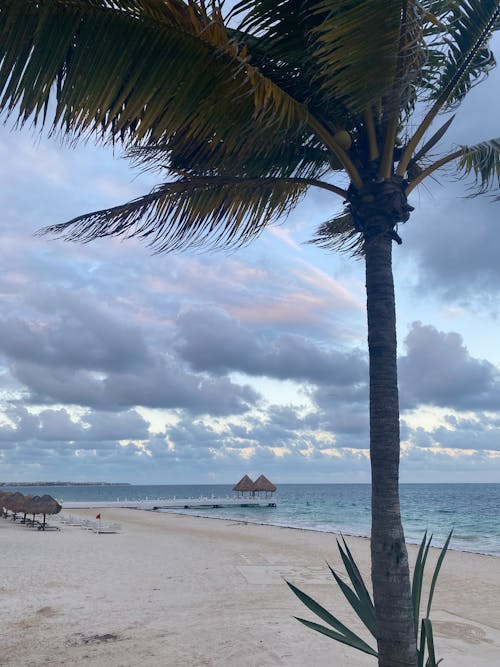 Бесплатное стоковое фото с берег моря, вертикальный выстрел, кокосовая пальма