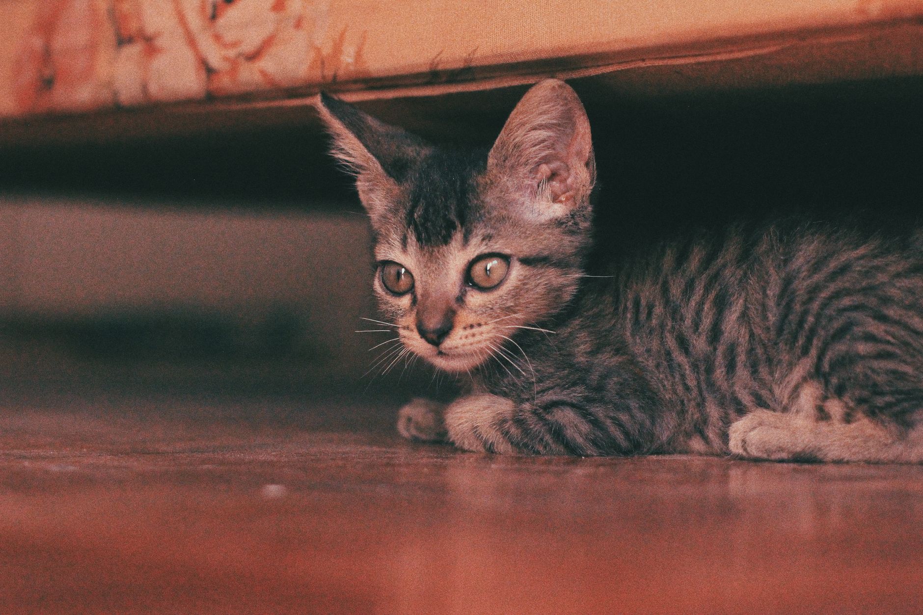 Healthcare and wellness consultation for a cat