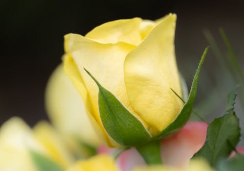 Kostnadsfri bild av blomfotografi, blomma, flora