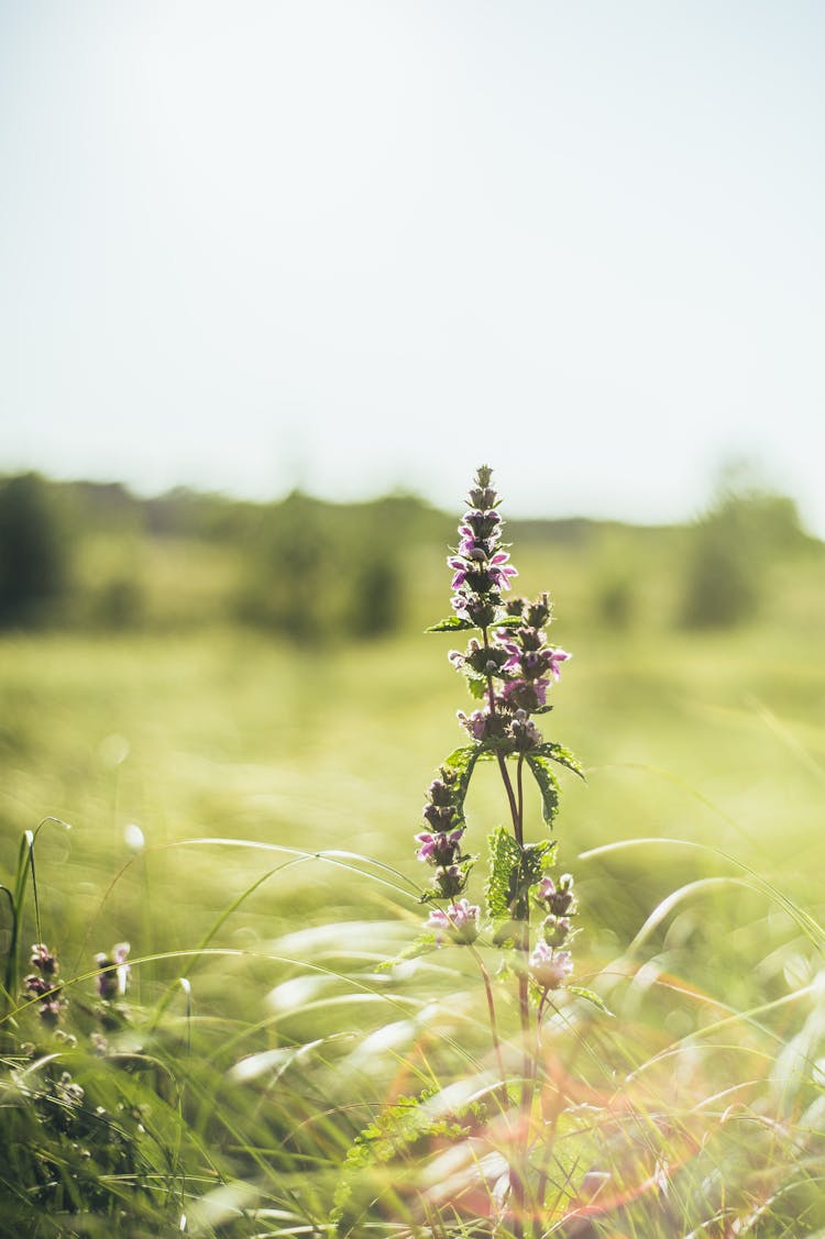 Close-up Of Flower In The Field