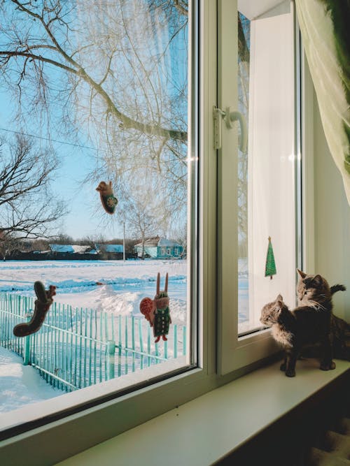 Bezpłatne Darmowe zdjęcie z galerii z koci, kotek, koty Zdjęcie z galerii