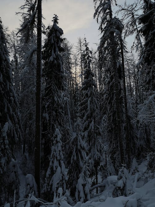 Бесплатное стоковое фото с деревья, зима, мороз