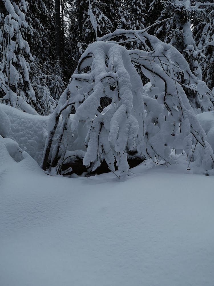 Branches In Heavy Snow