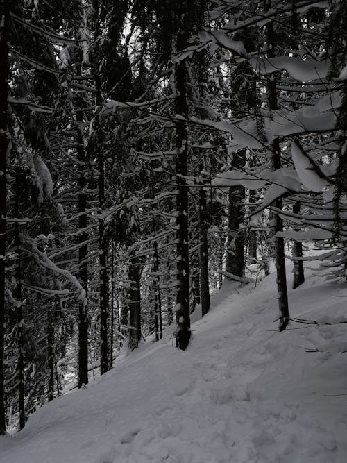 Foto profissional grátis de árvores, chão coberto de neve, coberto de neve