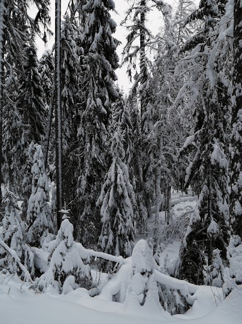 Foto d'estoc gratuïta de arbres, blanc i negre, bosc